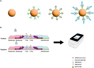 A semi-quantitative upconversion nanoparticle-based immunochromatographic assay for SARS-CoV-2 antigen detection